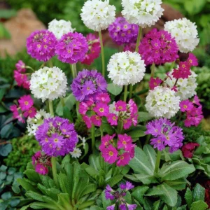 Drumstick Primrose Live Plant - Primula Ronsdorf Mix - 1-3” Tall Starter Plant - Image 5