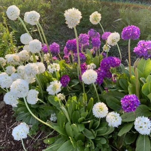 Drumstick Primrose Live Plant - Primula Ronsdorf Mix - 1-3” Tall Starter Plant - Image 6