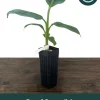 Dwarf Cavendish Banana Live Plant - Musa acuminata - Grow Your Own Food Indoors/Outdoors - Image 1