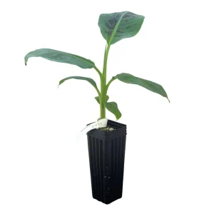 Dwarf Cavendish Banana Live Plant - Musa acuminata - Grow Your Own Food Indoors/Outdoors - Image 2