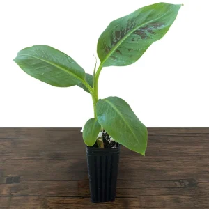 Dwarf Cavendish Banana Live Plant - Musa acuminata - Grow Your Own Food Indoors/Outdoors - Image 4
