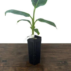 Dwarf Cavendish Banana Live Plant - Musa acuminata - Grow Your Own Food Indoors/Outdoors - Image 6