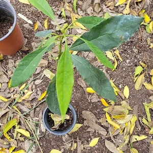 Dwarf Cold Hardy Avozilla Avocado Tree - Live Plant - Delicious Fruit - Image 2