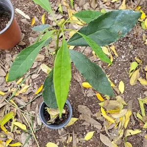 Dwarf Cold Hardy Avozilla Avocado Tree - Live Plant - Delicious Fruit - Image 3