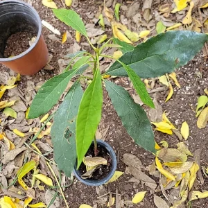 Dwarf Cold Hardy Avozilla Avocado Tree - Live Plant - Delicious Fruit - Image 1