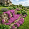 Dwarf Creeping Thyme Seeds - Pink Flowering Ground Cover Perennial - Image 1