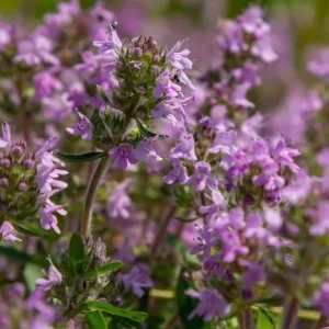 Dwarf Creeping Thyme Seeds - Pink Flowering Ground Cover Perennial - Image 7