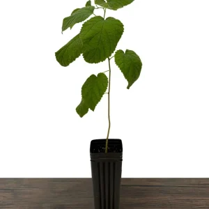 Dwarf Everbearing Mulberry Live Plant – Sweet Black Berries – 7-15 ft Mature Height - Image 2