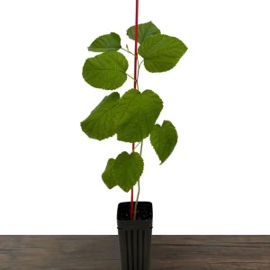 Dwarf Everbearing Mulberry Live Plant – Sweet Black Berries – 7-15 ft Mature Height - Image 3