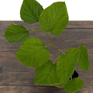 Dwarf Everbearing Mulberry Live Plant – Sweet Black Berries – 7-15 ft Mature Height - Image 5