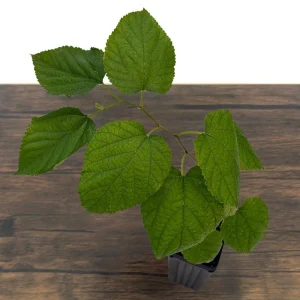 Dwarf Everbearing Mulberry Live Plant – Sweet Black Berries – 7-15 ft Mature Height - Image 6