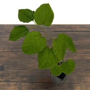 Dwarf Everbearing Mulberry Live Plant – Sweet Black Berries – 7-15 ft Mature Height - Image 7