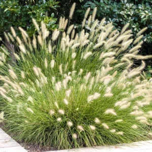 Dwarf Fountain Grass 'Hameln' - Pennisetum Ornamental Grass Live Starter Plant, 2.5" Pot - Image 2