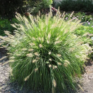 Dwarf Fountain Grass 'Hameln' - Pennisetum Ornamental Grass Live Starter Plant, 2.5
