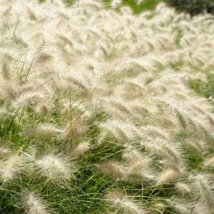 Dwarf Fountain Grass 'Hameln' - Pennisetum Ornamental Grass Live Starter Plant, 2.5