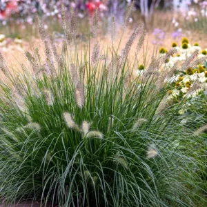 Dwarf Fountain Grass 'Hameln' - Pennisetum Ornamental Grass Live Starter Plant, 2.5