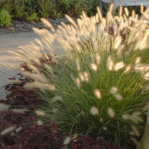 Dwarf Fountain Grass 'Hameln' - Pennisetum Ornamental Grass Live Starter Plant, 2.5