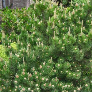 Dwarf Mugo Pine Live Plant - 3-5 inch Starter, Evergreen Shrub for Outdoor - Image 2
