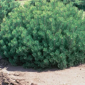 Dwarf Mugo Pine Live Plant - 3-5 inch Starter, Evergreen Shrub for Outdoor - Image 3