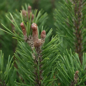 Dwarf Mugo Pine Live Plant - 3-5 inch Starter, Evergreen Shrub for Outdoor - Image 1