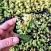 Dwarf Variegated Elephant Bush Live Plant – Portulacaria afra 'Variegata' – 2 Inch Pot - Image 1