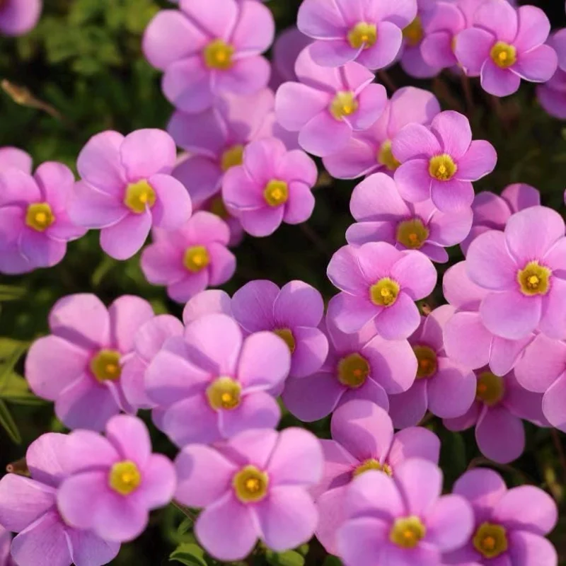 Early Flowering Oxalis Bulbs - Sky Blue - Plant in Fall for Winter Blooms - Image 2
