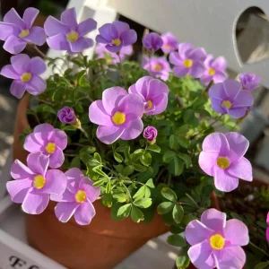 Early Flowering Oxalis Bulbs - Sky Blue - Plant in Fall for Winter Blooms - Image 3