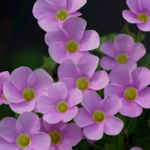 Early Flowering Oxalis Bulbs - Sky Blue - Plant in Fall for Winter Blooms - Image 4