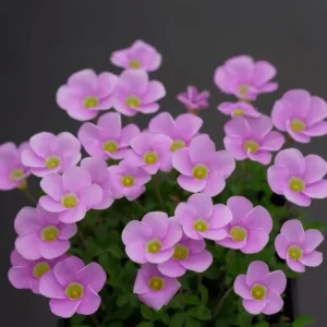 Early Flowering Oxalis Bulbs - Sky Blue - Plant in Fall for Winter Blooms - Image 5