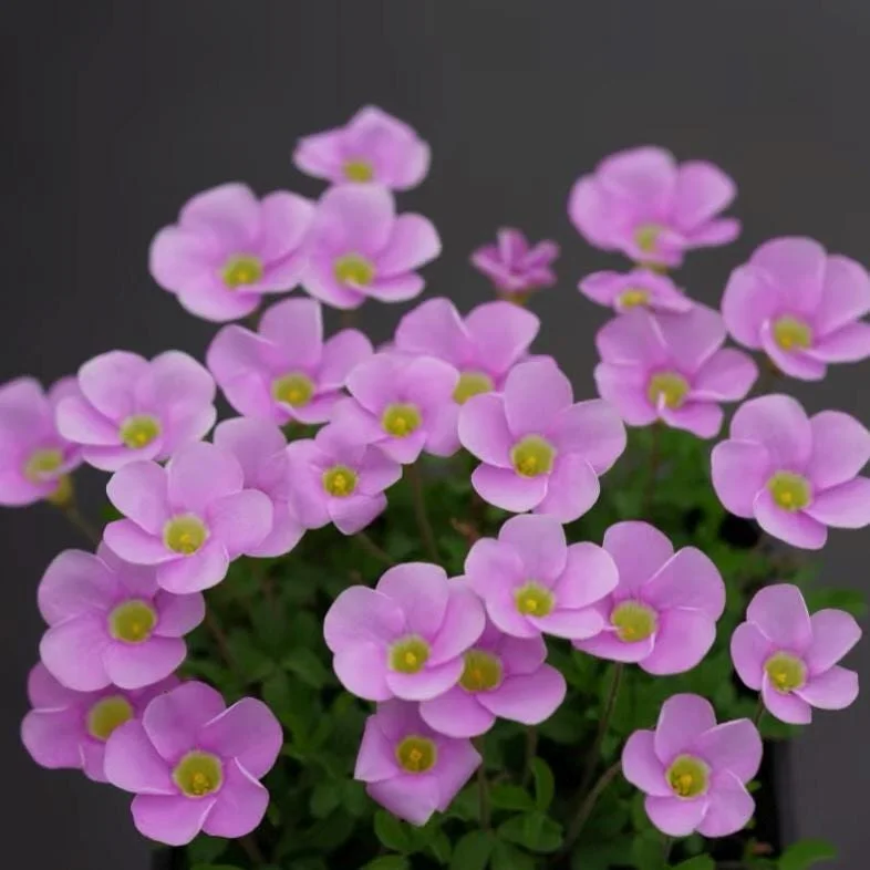 Early Flowering Oxalis Bulbs - Sky Blue - Plant in Fall for Winter Blooms - Image 5