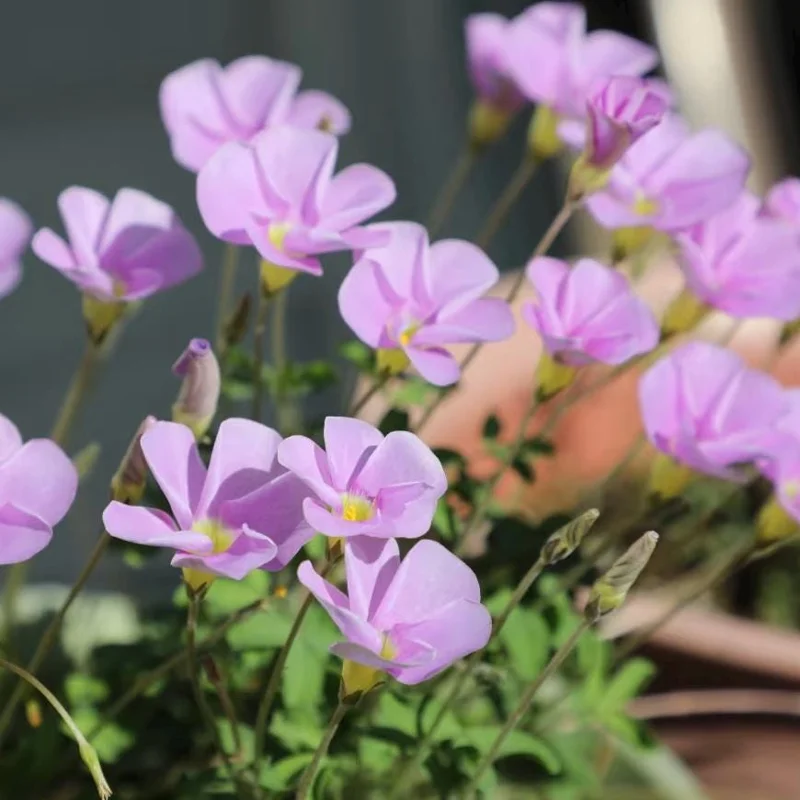 Early Flowering Oxalis Bulbs - Sky Blue - Plant in Fall for Winter Blooms - Image 6