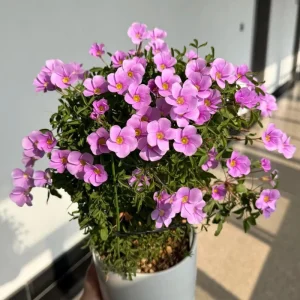 Early Flowering Oxalis Bulbs - Sky Blue - Plant in Fall for Winter Blooms - Image 7