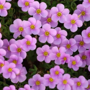 Early Flowering Oxalis Bulbs - Sky Blue - Plant in Fall for Winter Blooms - Image 1