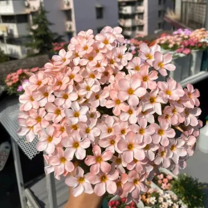 Early Flowering Oxalis Bulbs - Vibrant Peach, Pink, Yellow, White & Red Flowers - Image 1