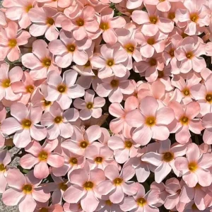 Early Flowering Oxalis Bulbs - Vibrant Peach, Pink, Yellow, White & Red Flowers - Image 2