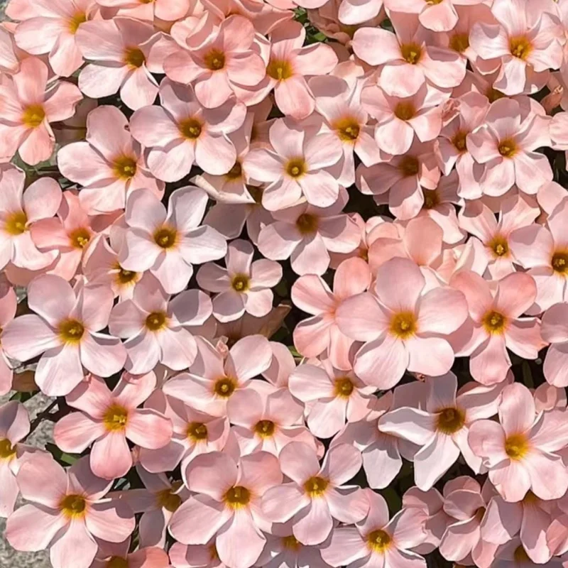 Early Flowering Oxalis Bulbs - Vibrant Peach, Pink, Yellow, White & Red Flowers - Image 2