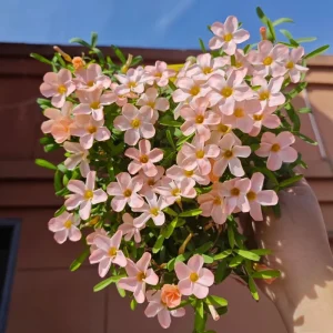 Early Flowering Oxalis Bulbs - Vibrant Peach, Pink, Yellow, White & Red Flowers - Image 3