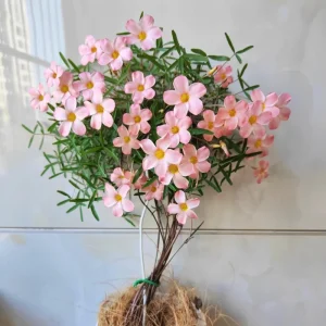 Early Flowering Oxalis Bulbs - Vibrant Peach, Pink, Yellow, White & Red Flowers - Image 4