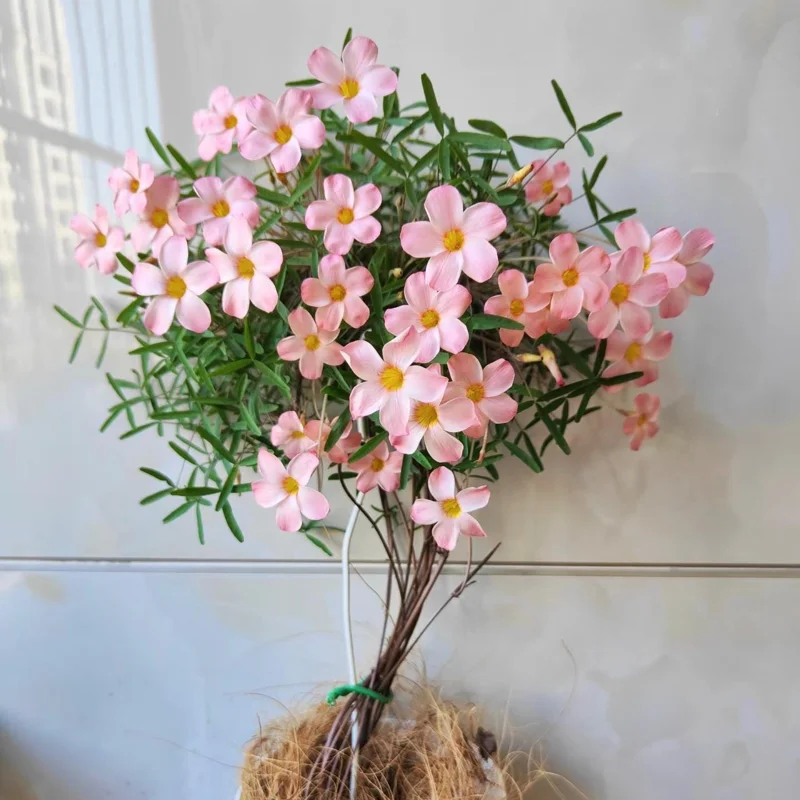 Early Flowering Oxalis Bulbs - Vibrant Peach, Pink, Yellow, White & Red Flowers - Image 4