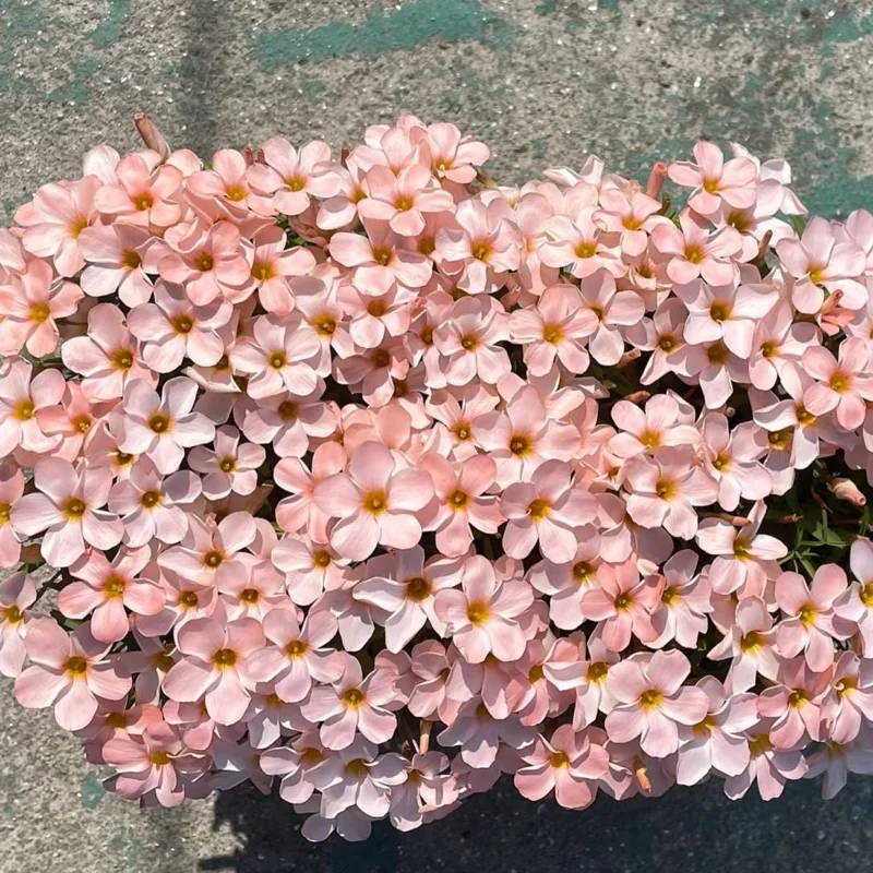 Early Flowering Oxalis Bulbs - Vibrant Peach, Pink, Yellow, White & Red Flowers - Image 5