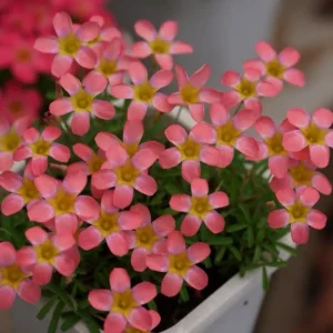 Early Flowering Oxalis Candy Box Strawberry Bulbs – Multi-Colored Flowers - Image 2