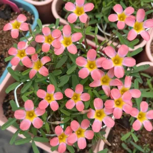 Early Flowering Oxalis Candy Box Strawberry Bulbs – Multi-Colored Flowers - Image 3