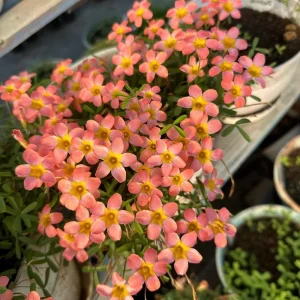 Early Flowering Oxalis Candy Box Strawberry Bulbs – Multi-Colored Flowers - Image 4