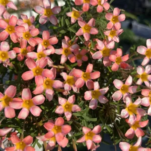 Early Flowering Oxalis Candy Box Strawberry Bulbs – Multi-Colored Flowers - Image 5