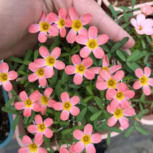 Early Flowering Oxalis Candy Box Strawberry Bulbs – Multi-Colored Flowers - Image 6