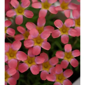 Early Flowering Oxalis Candy Box Strawberry Bulbs – Multi-Colored Flowers - Image 1