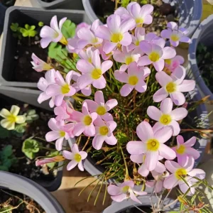 Early Flowering Oxalis Flava Bulbs - Vibrant Winter Blooms, Easy Care - Image 2