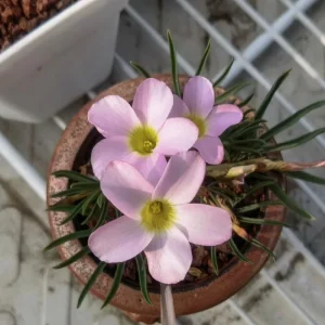 Early Flowering Oxalis Flava Bulbs - Vibrant Winter Blooms, Easy Care - Image 3