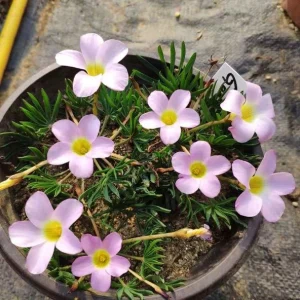Early Flowering Oxalis Flava Bulbs - Vibrant Winter Blooms, Easy Care - Image 4