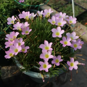 Early Flowering Oxalis Flava Bulbs - Vibrant Winter Blooms, Easy Care - Image 5